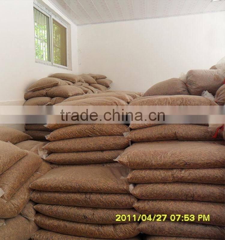 Yellow mealworm wholesale bird food, tenebrio