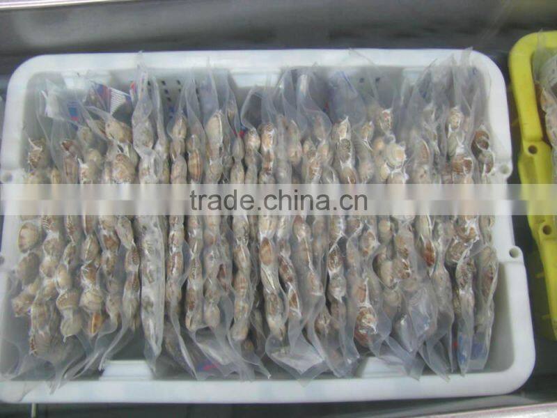 raw frozen short necked clam