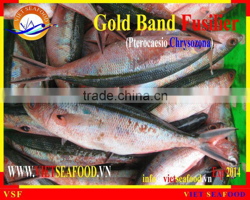 W/R FROZEN GOLD BAND FUSILIER