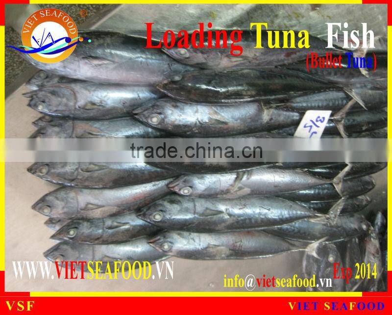 LOADING WHOLE ROUND BULLET TUNA