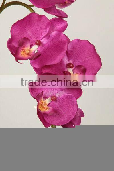 orchid butterfly cymbidium flower 27537