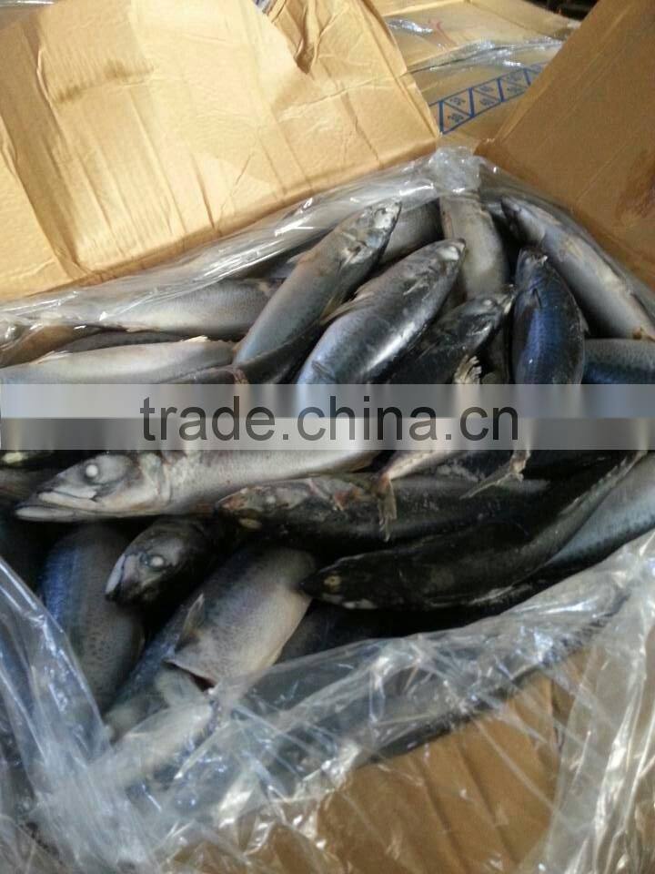 Big Size Whole Round Frozen Mackerel Pacific Mackerel