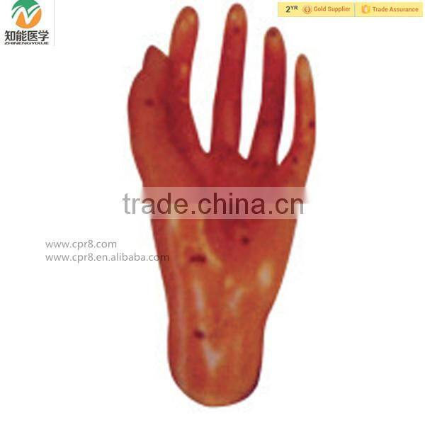 High Quality Hand Chinese Acupuncture Model