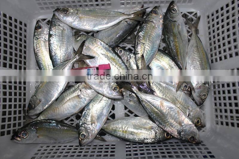 frozen fish blue mackerel scad