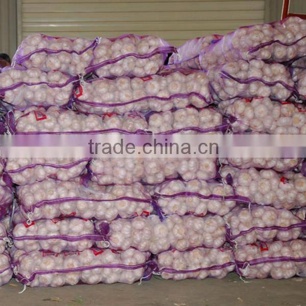 hot sale 2015 normal white garlic
