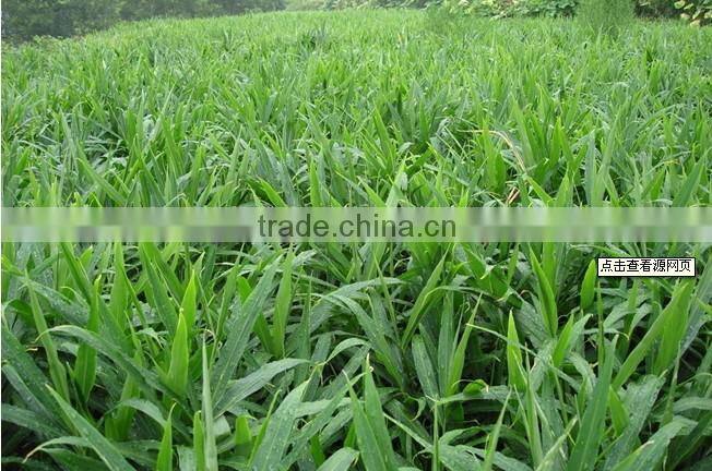 Market price for big ginger