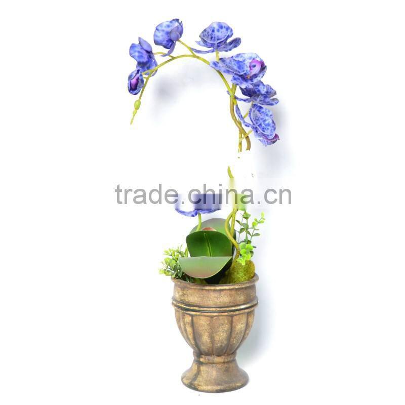 Noble Phalaenopsis Orchids with Archaistic Pot