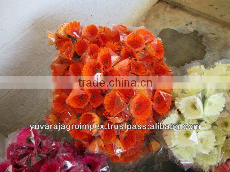 Orange Gerbera Flowers