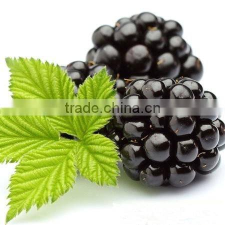 Hot-Sale High Quality Anti-oxidant Blackberry Extract Powder with Anthocyanidins 25% ,Anthocyanins 1-25%