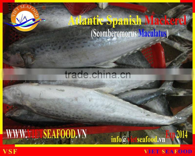 FROZEN ATLANTIC SPANISH MACKEREL W/R
