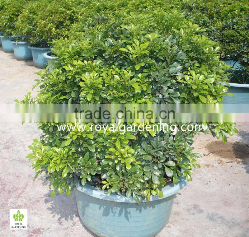Aglaia odorata Ornamental Plants