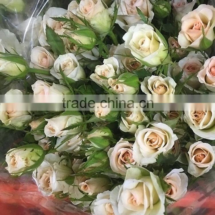 New OEM fresh rose flower