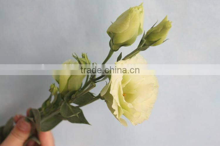Alibaba china factory direct lisianthus flower