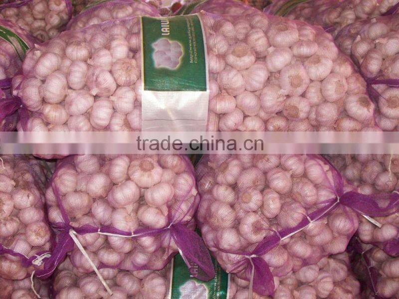 fresh garlic