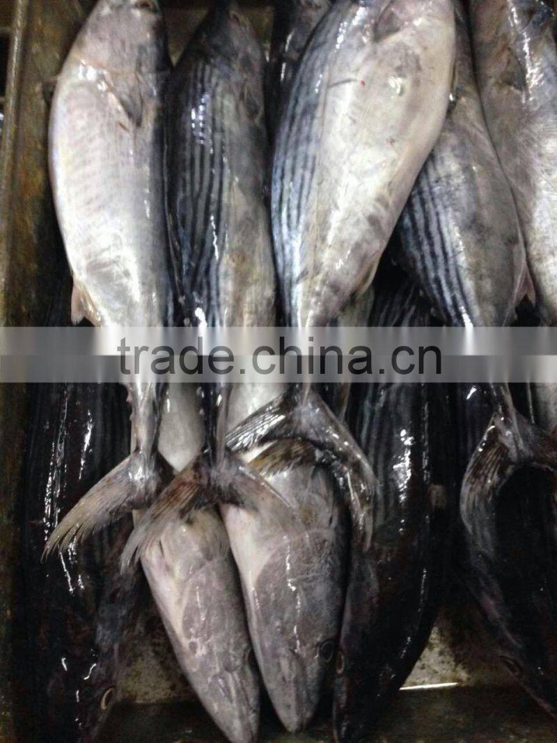 Frozen bonito fish