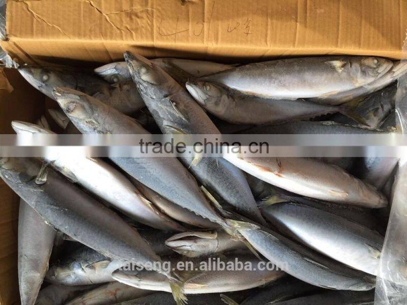 Asmak Frozen Seafood Whole Round Saba mackerel