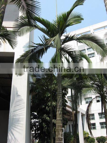 OEM /ODM manufacture artificial coconut tree
