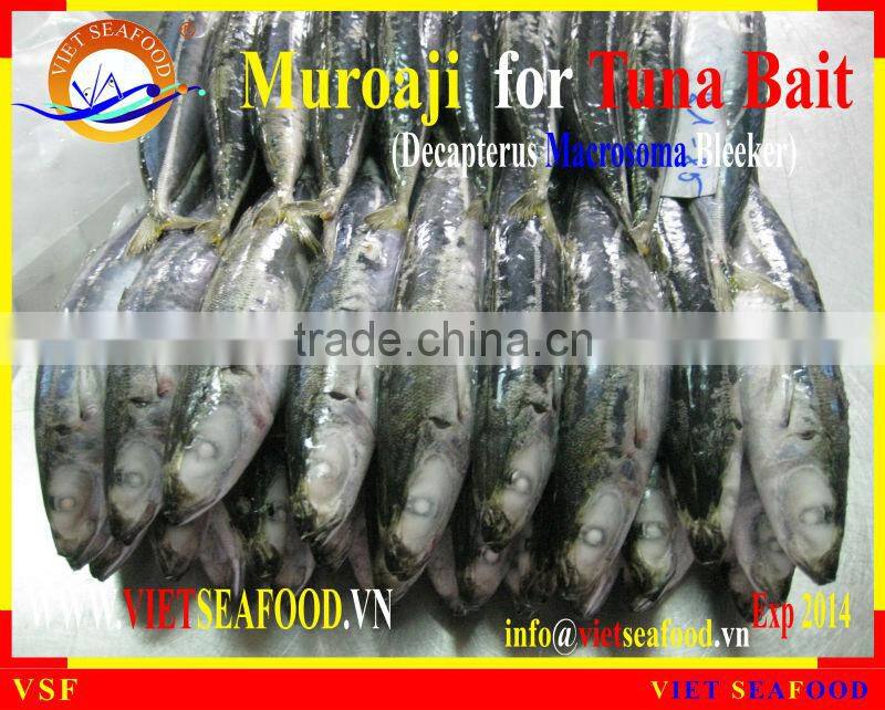 FROZEN MUROAJI FOR TUNA BAIT