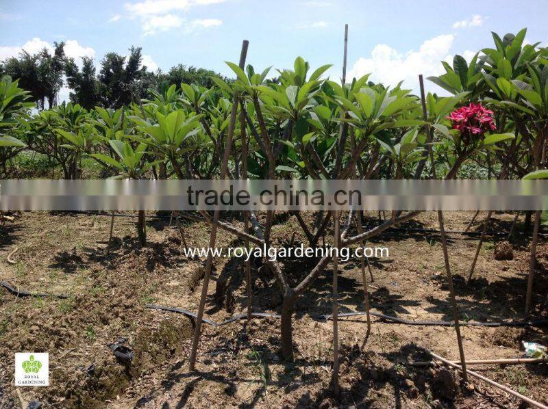 plumeria rubra trees