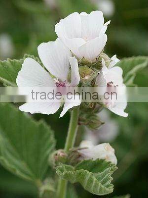 2014 Marshmallow flowers