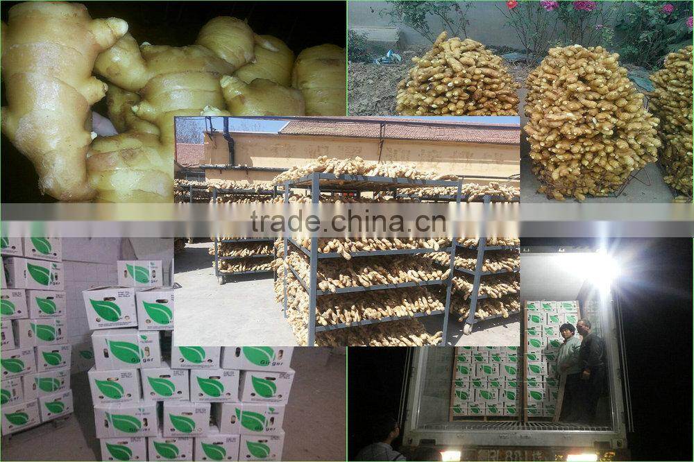 SHANDONG Fresh Ginger, Air Dry Ginger