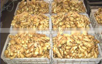 yellow color fresh ginger