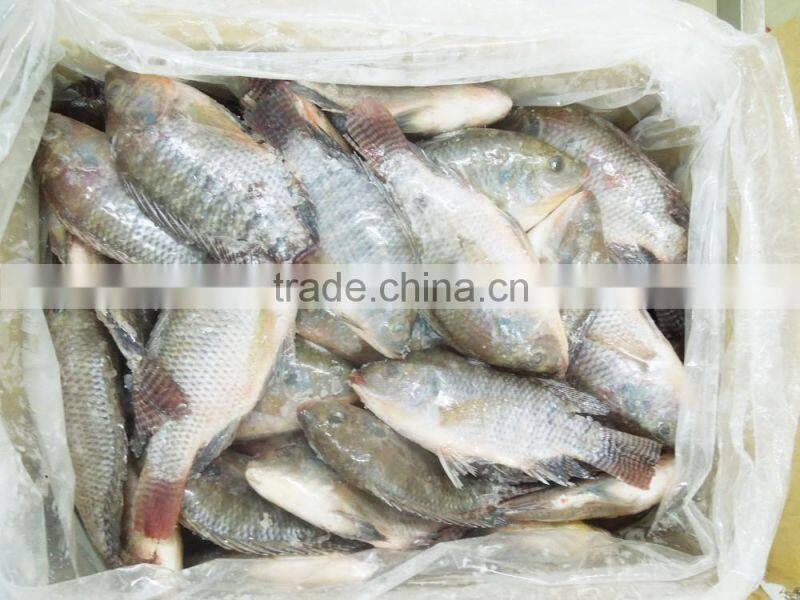 Frozen black tilapia size 500-800