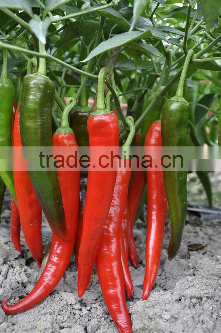 Hot sale hybrid high yield chili pepper seeds for growing-Xian Mei