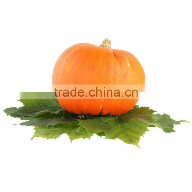 100% Natural Evening Primrose Oil GLA 10% Top Quality