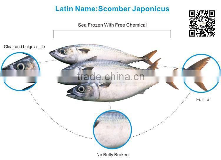 frozen mackerel wr prices