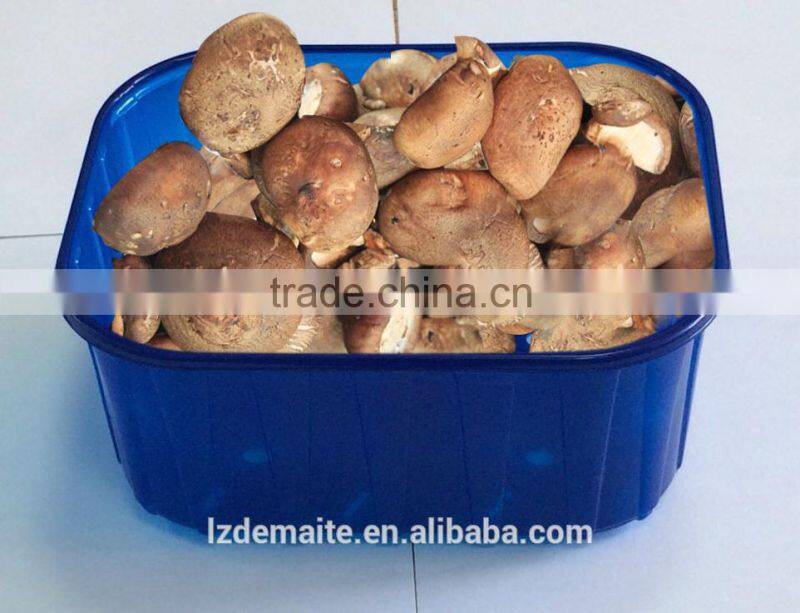 China Professional Manufacturer&Exporter With Absorbent Pad Plastic PP Meat Tray