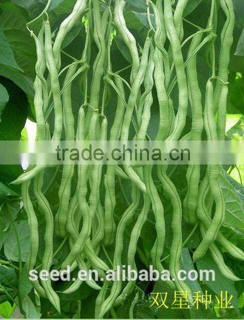 hybrid vegetable seeds SX Kidney Bean Seeds No.1410