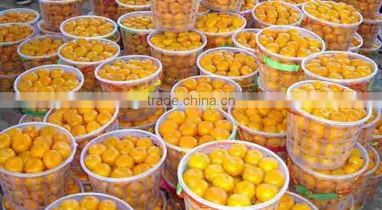 citrus fruit baby mandarin orange