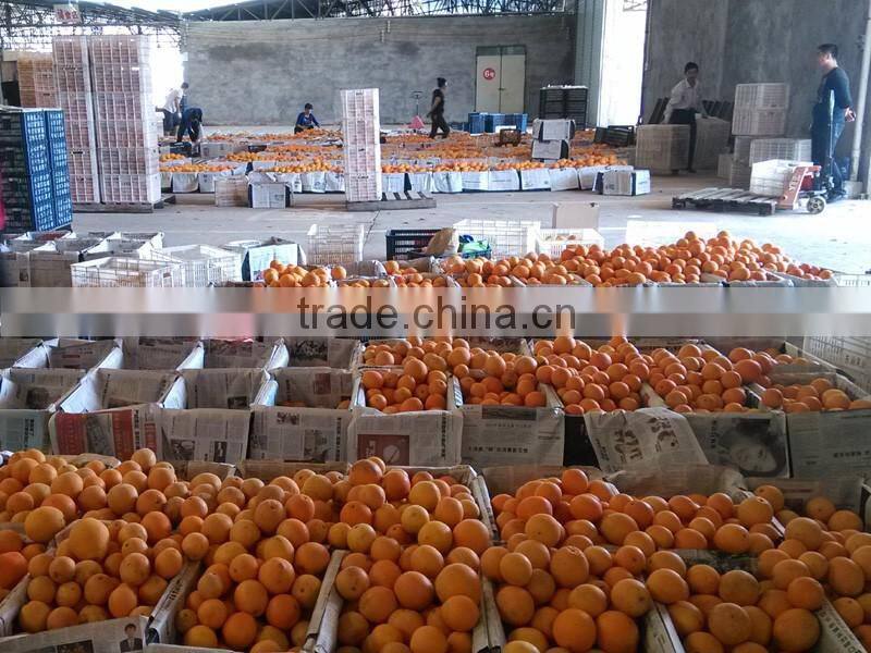 2015 fresh navel orange from jiangxi on sell