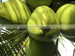 Vietnam desiccated coconuts good price skype: visimex03