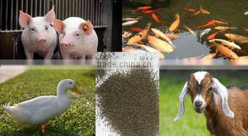Seaweed Powder Type and Cattle,Aquatic,Horse,Chicken,Dog,Pig,Fish Use Seaweed Kelp Meal