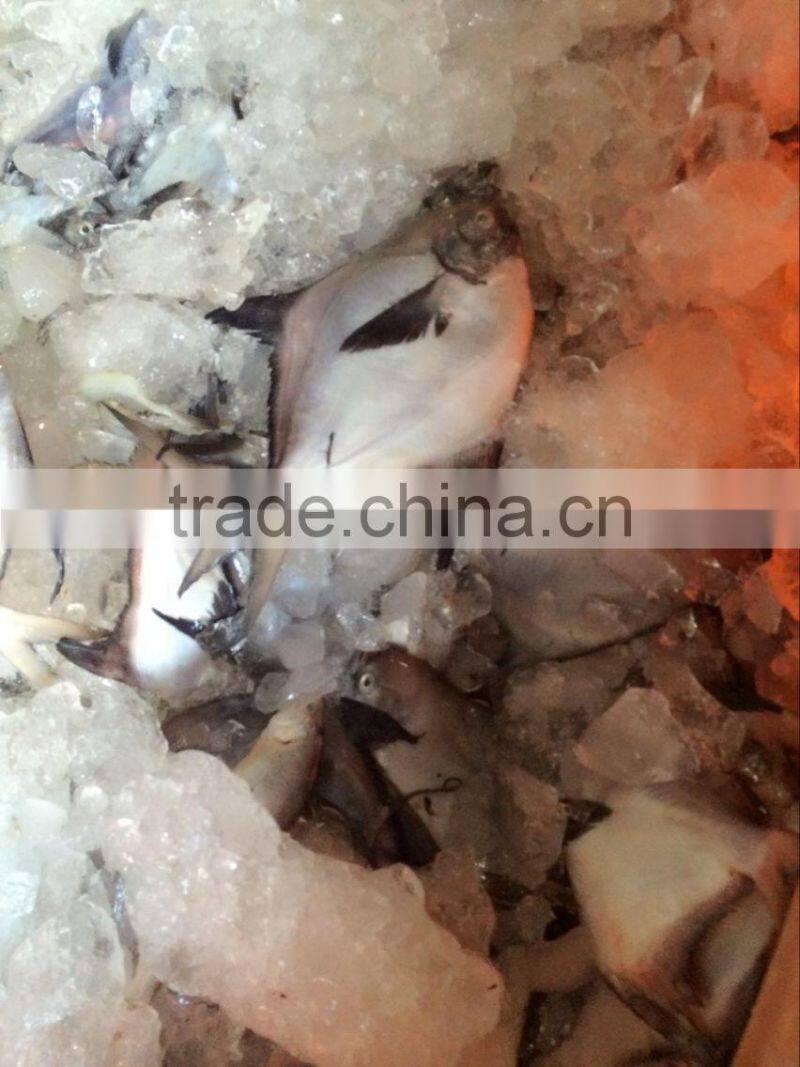 new arrival frozen whole round slive pomfret with many size