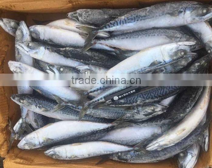 Frozen Mackerel Nutrition For Market