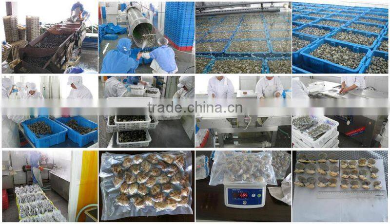 High frozen vacuum packed Short Necked Clam