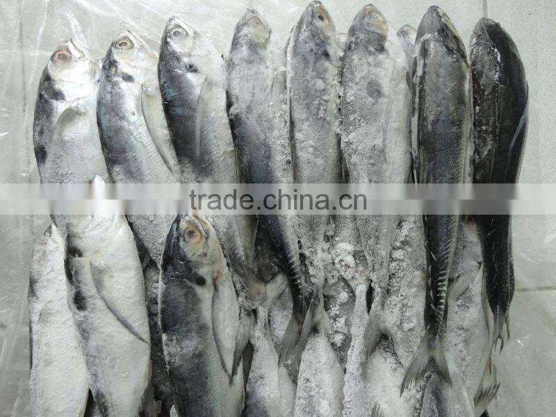 Horse Mackerel