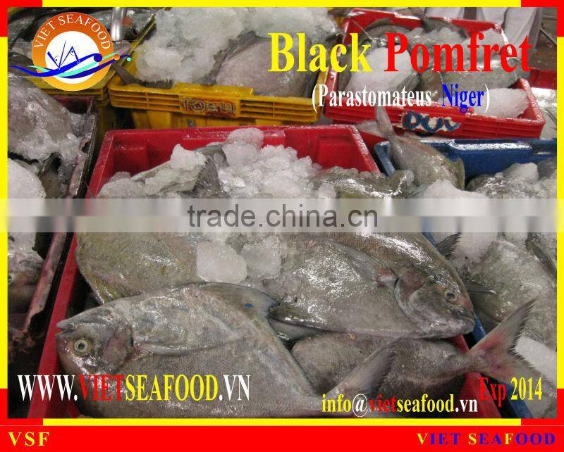 FROZEN BLACK POMFRET WHOLE ROUND