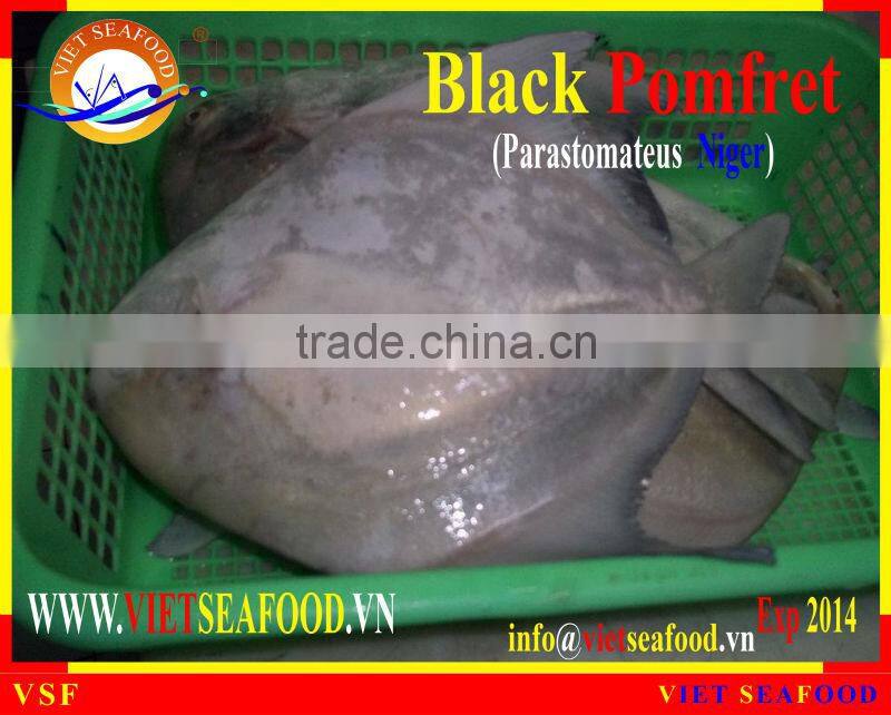 FROZEN BLACK POMFRET WHOLE ROUND
