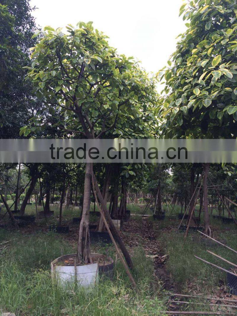 Ficus benghalensis variegata