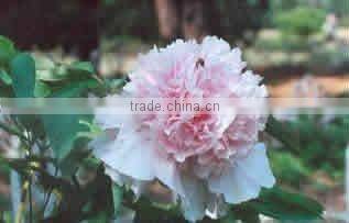 Tree Peony Plant Root Chun Hong Jiao Yan