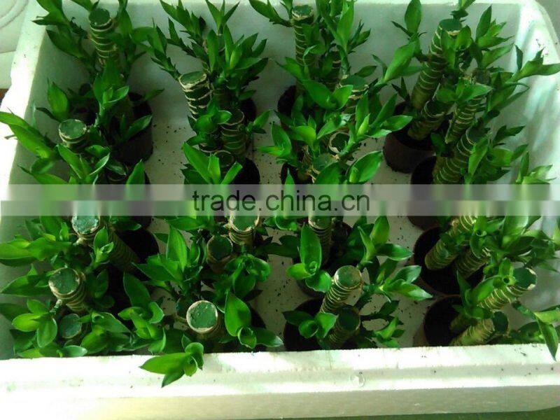 dracaena lotus lucky bamboo planted in 3pcs 10cm + 15cm + 20cm rooted in a 10cm pot with cocopeat substrate