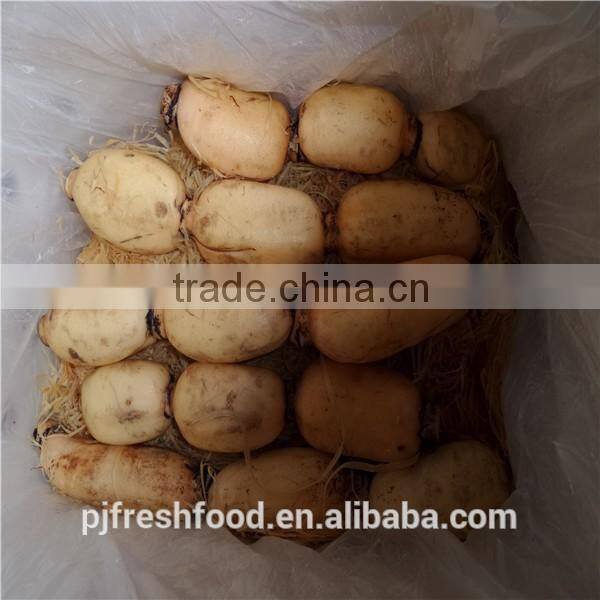 Fresh root of Lotus/ Lotus root whole or sliced