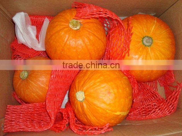 fresh red pumpkin (new)