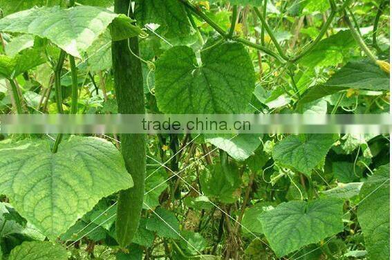Plant Support Net,Pea&bean Netting,cucumber net