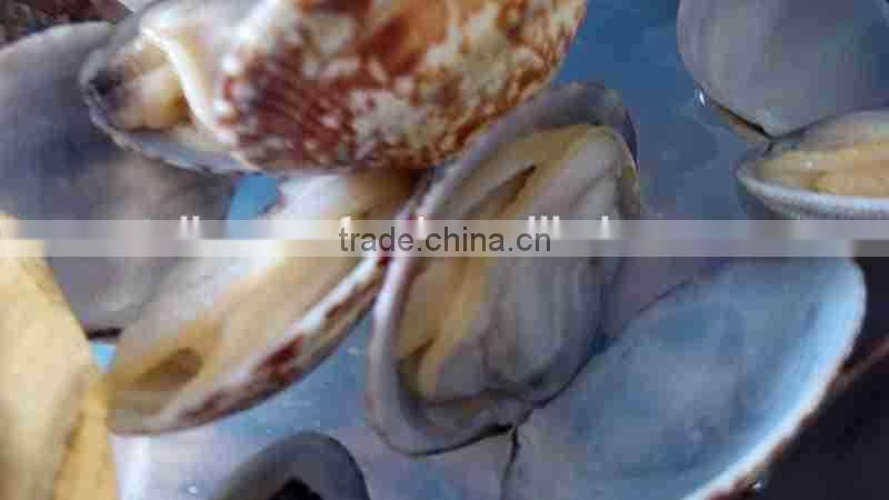 VENERUPIS VARIEGATA FROZEN BABY CLAM WITH SHELL