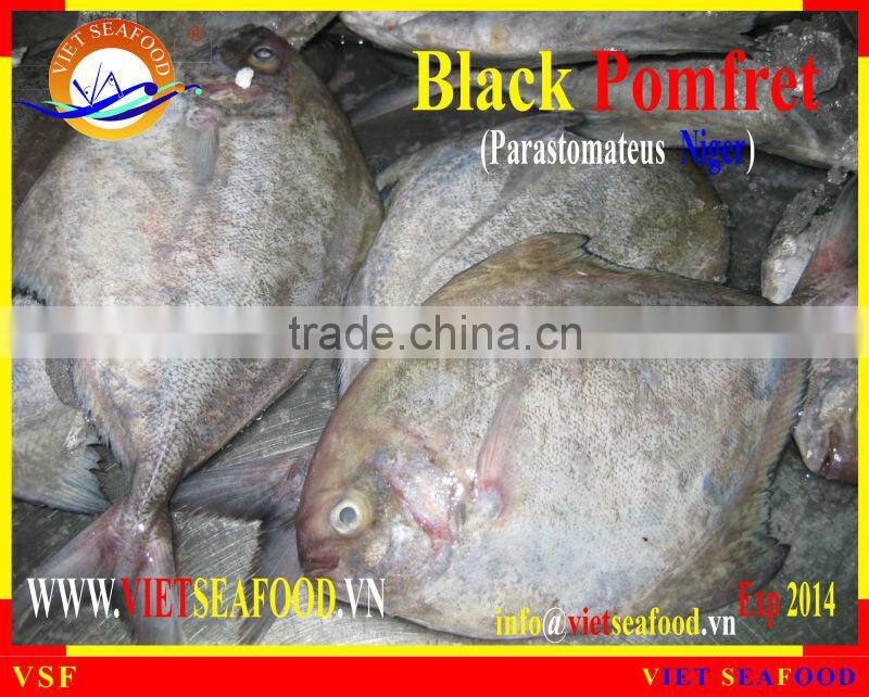 FROZEN BLACK POMFRET WHOLE ROUND